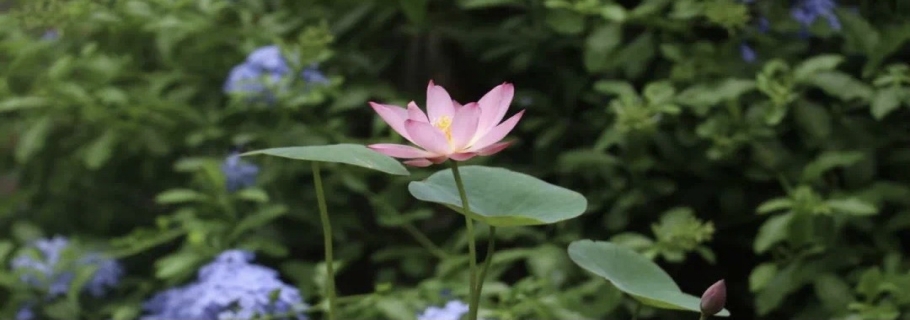 碗莲：虽然我个头小，但我美丽又好玩！